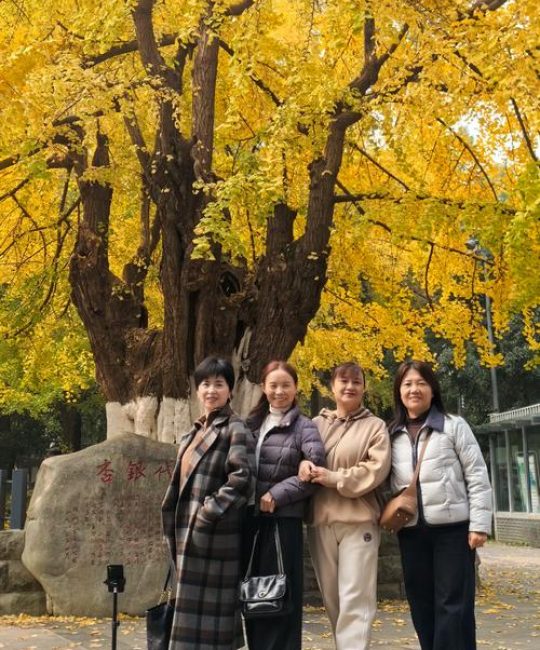 银杏树养护全指南：喜旱还是喜水？移栽成活与树形管理详解