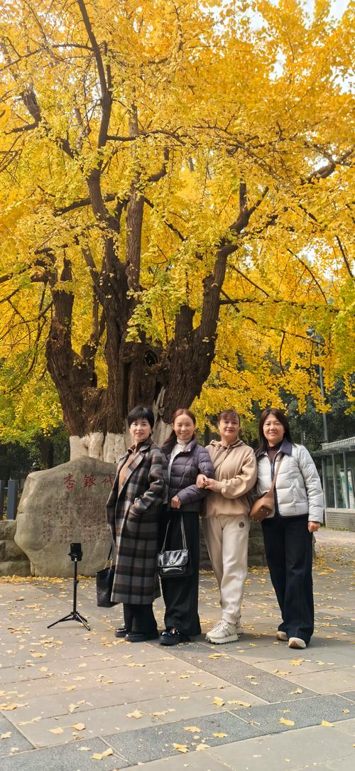 银杏树养护全指南:喜旱还是喜水?移栽成活与树形管理详解 银杏树养护全指南:喜旱还是喜水?移栽成活与树形管理详解