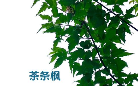 茶条槭是什么树？一文读懂它的形态、习性与园林价值