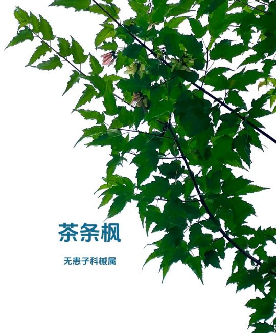 茶条槭是什么树？一文读懂它的形态、习性与园林价值
