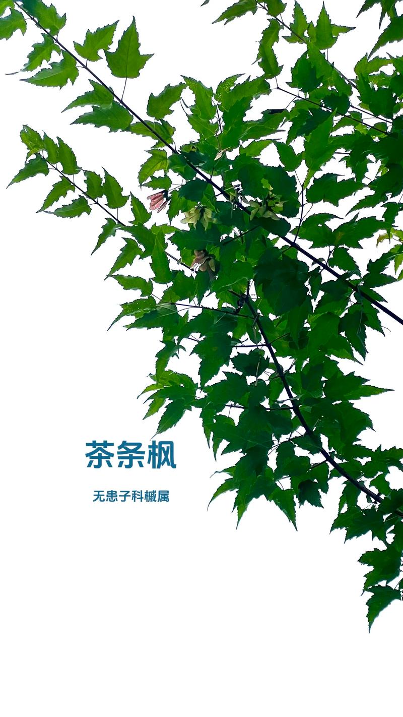 茶条槭是什么树?一文读懂它的形态、习性与园林价值 茶条槭是什么树?一文读懂它的形态、习性与园林价值