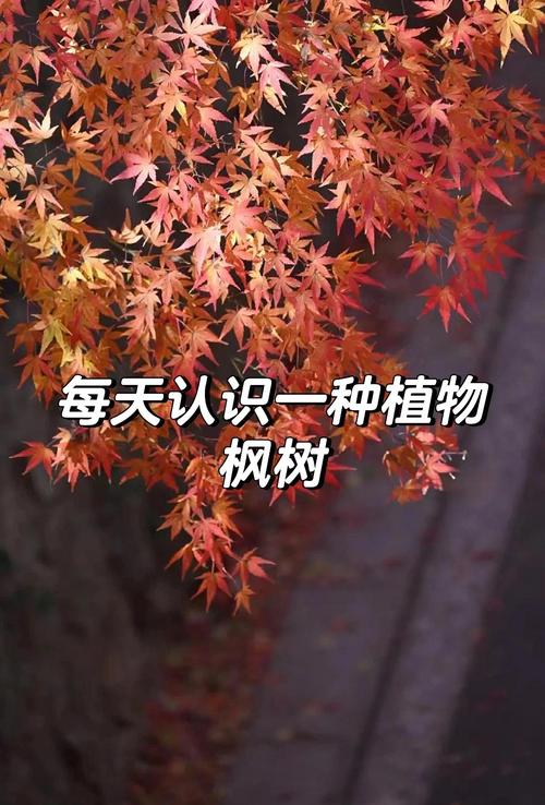 枫树会落叶吗?一文读懂枫树落叶习性及南北养护差异 枫树为什么会落叶?