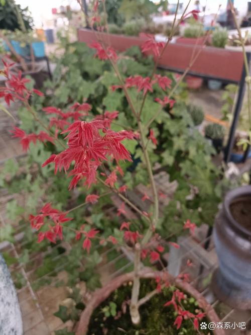 枫树会落叶吗?一文读懂枫树落叶习性及南北养护差异 常见误区纠正