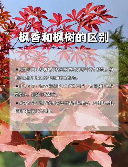 枫树会落叶吗?一文读懂枫树落叶习性及南北养护差异 总结