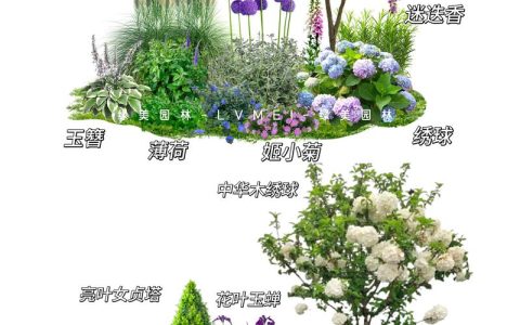 什么样的花适合种在院子里？一篇帮你选对家花的实用指南