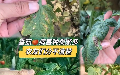 西红柿黄叶枯萎病怎么治？家庭种植的4大原因及防治指南