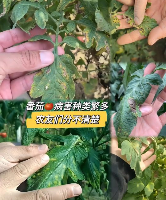 西红柿黄叶枯萎病怎么治？家庭种植的4大原因及防治指南