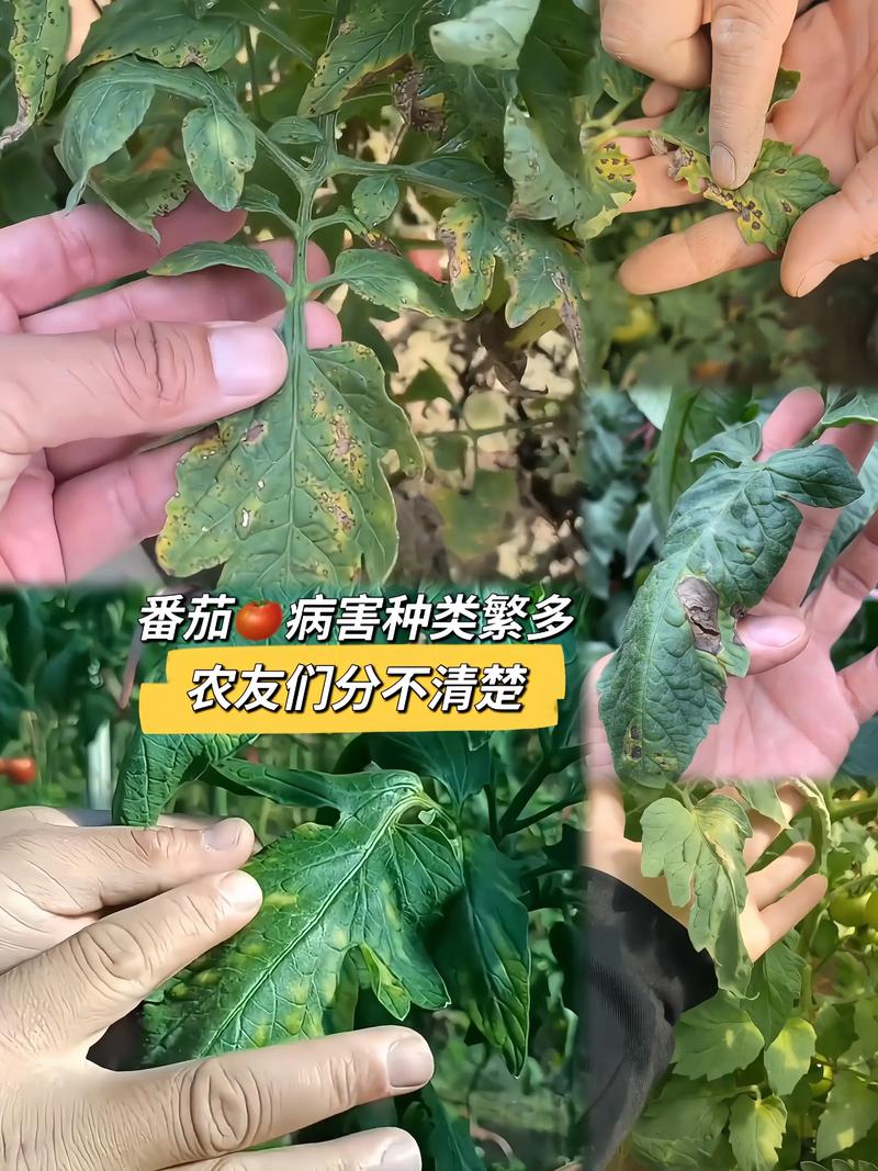西红柿黄叶枯萎病怎么治?家庭种植的4大原因及防治指南 西红柿黄叶枯萎病怎么治?家庭种植的4大原因及防治指南