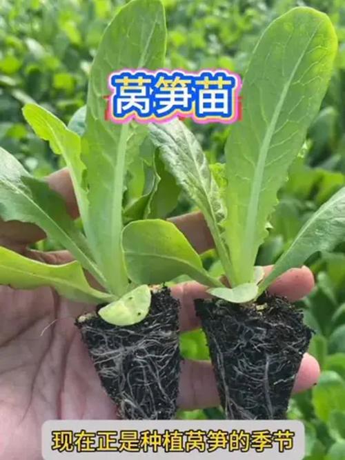 莴笋苗怕冻吗?一文讲清耐寒真相与安全越冬技巧 冬季防冻实用措施