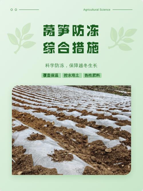 莴笋苗怕冻吗?一文讲清耐寒真相与安全越冬技巧 常见误区提醒