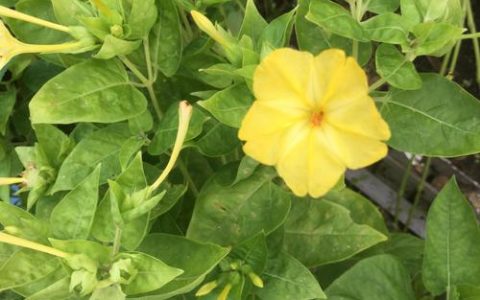 紫茉莉与夜来香是同一种花吗？园艺爱好者必看