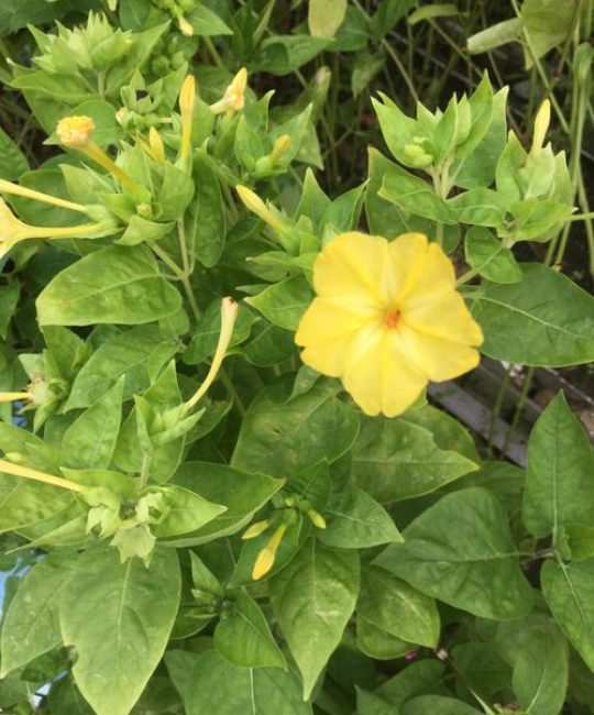 紫茉莉与夜来香是同一种花吗？园艺爱好者必看