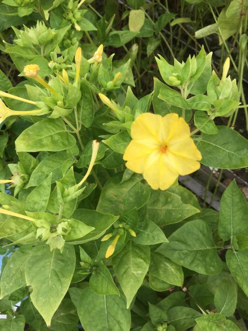紫茉莉与夜来香是同一种花吗?园艺爱好者必看 一、植物学身份:完全不同