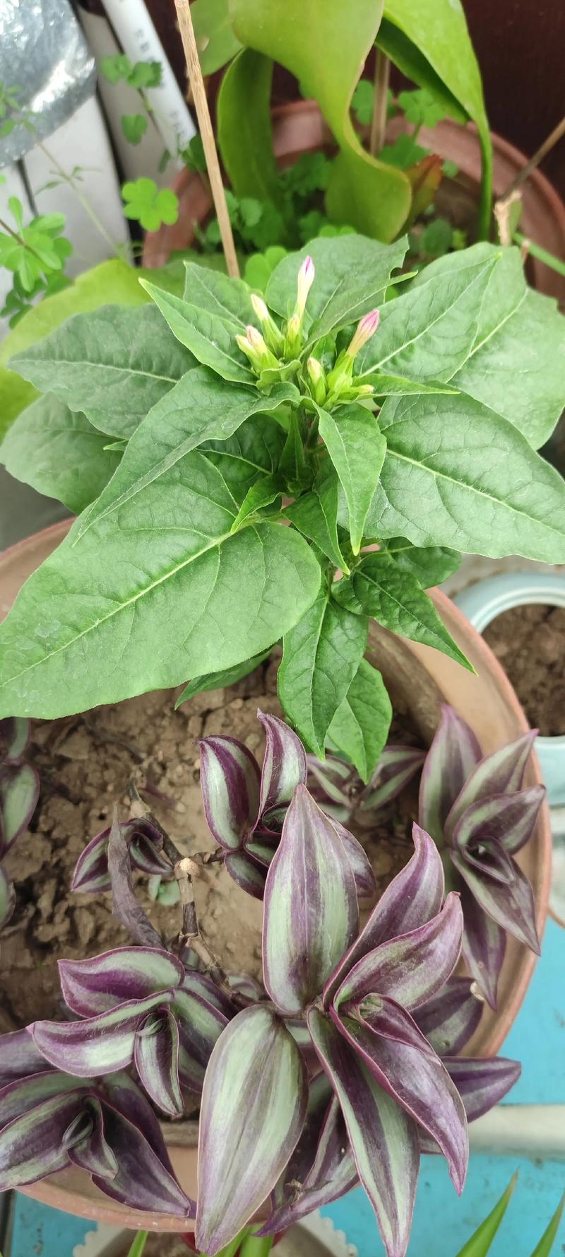 紫茉莉与夜来香是同一种花吗?园艺爱好者必看 三、园艺养护要点