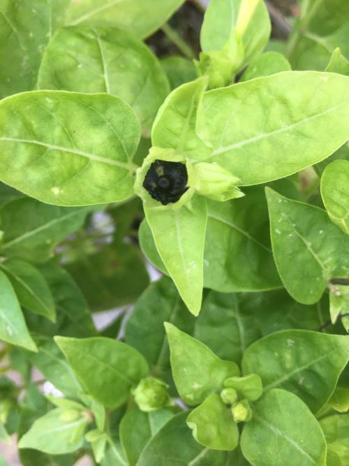 紫茉莉与夜来香是同一种花吗?园艺爱好者必看 二、形态与生长习性对比