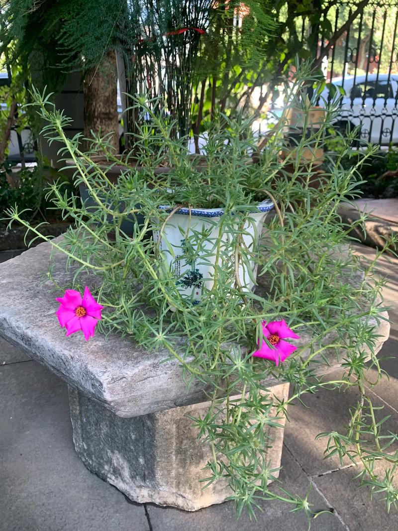 紫茉莉与夜来香是同一种花吗?园艺爱好者必看 五、总结