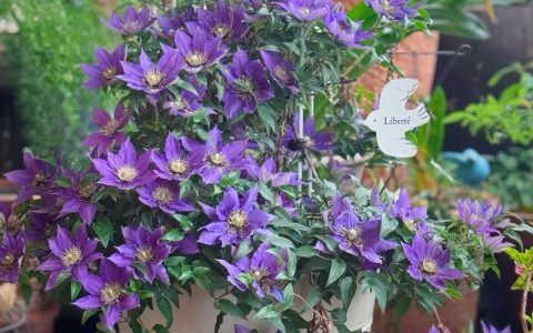 铁线莲当年开花吗？花期、促花与养护全攻略