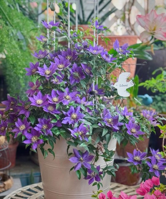 铁线莲当年开花吗？花期、促花与养护全攻略