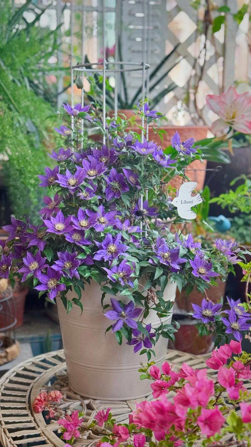 铁线莲当年能开花，但需分品种和苗龄