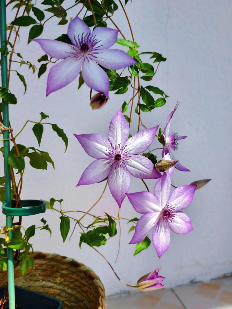 促花与养护步骤