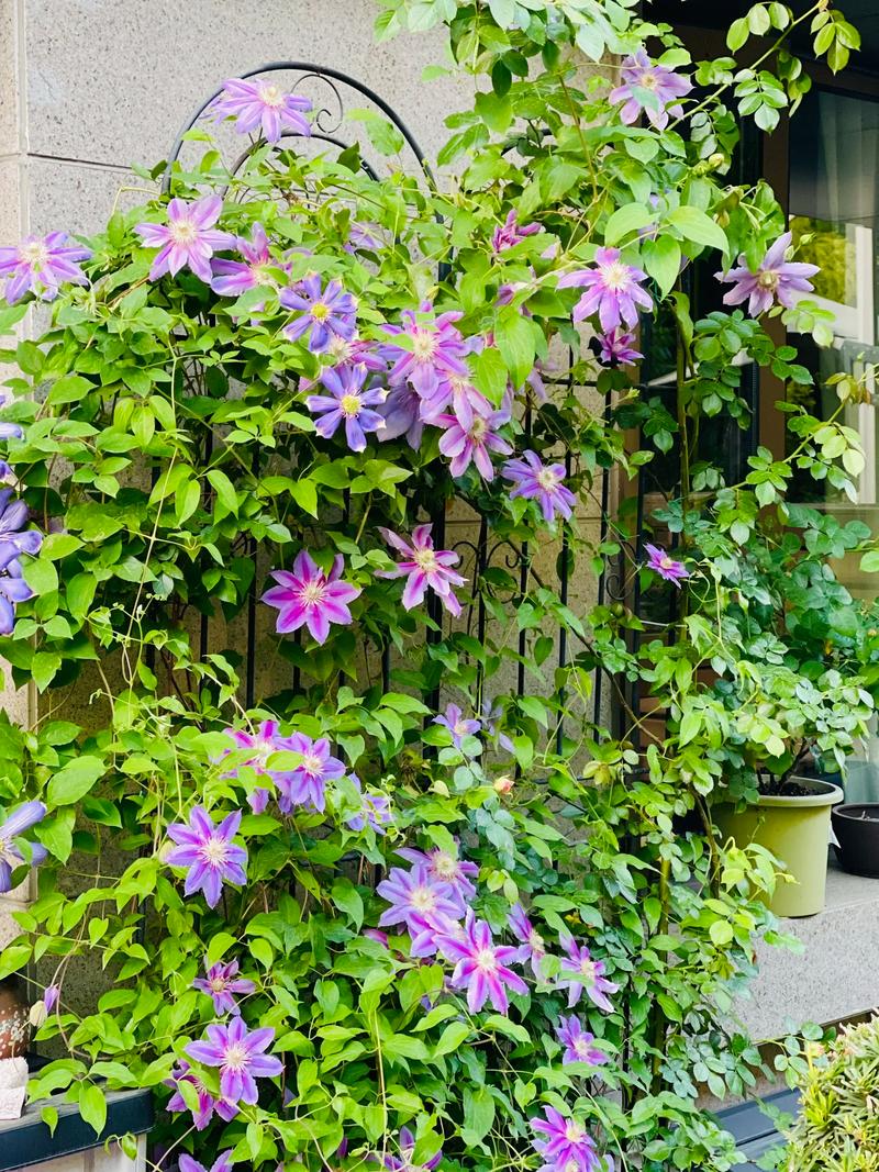 不开花常见原因与解决