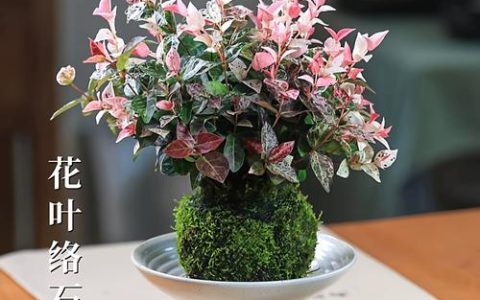 花叶络石水培高效指南：从枝条处理到营养液管理全步骤