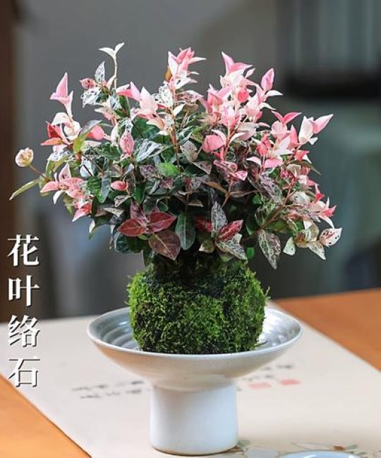花叶络石水培高效指南：从枝条处理到营养液管理全步骤