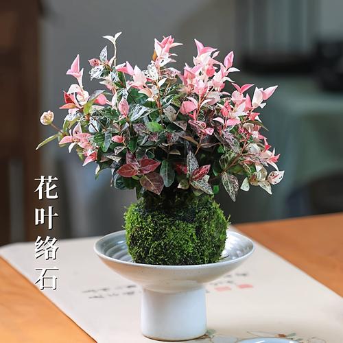 花叶络石水培，你需要知道的核心操作