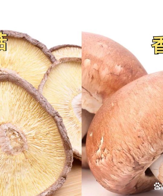 香菇哪个品种好？808、135、939三大主流栽培种六维对比