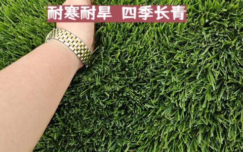 绿化草坪价格是多少钱？2025年草皮卷与草籽参考报价速查