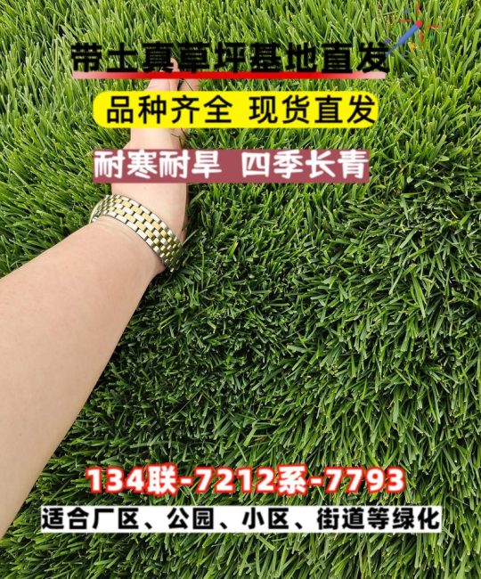 绿化草坪价格是多少钱？2025年草皮卷与草籽参考报价速查