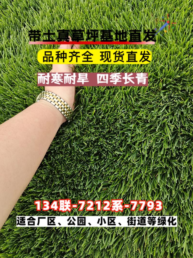绿化草坪价格是多少钱？2025年草皮卷与草籽参考报价速查