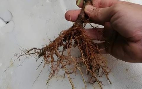 罗汉松怎么扦插？家庭盆景繁殖成功率提升的3个关键步骤