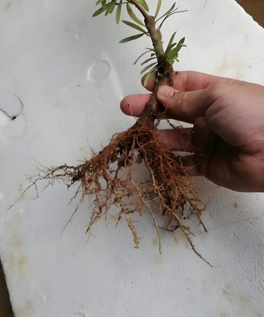 罗汉松怎么扦插？家庭盆景繁殖成功率提升的3个关键步骤