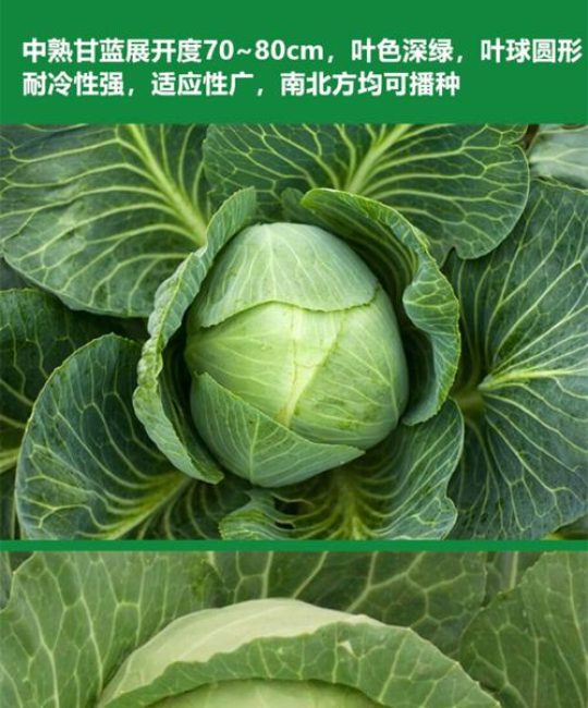 牛心甘蓝种子什么时间种植？按照这7步，出苗快长势好