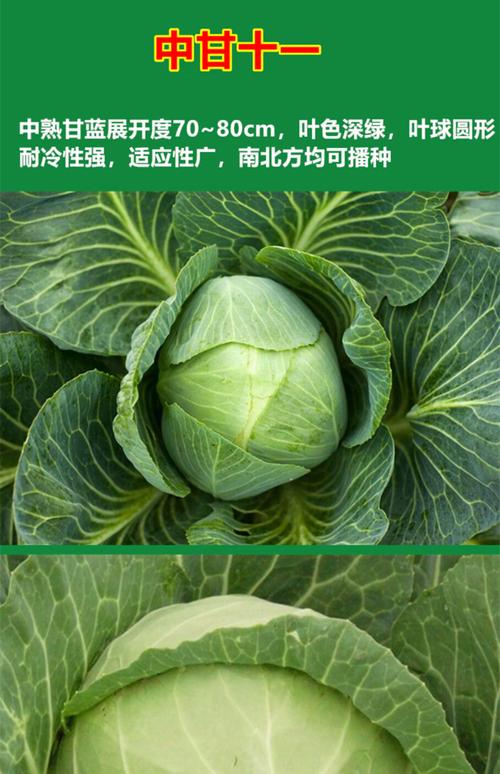 牛心甘蓝种子什么时间种植?按照这7步,出苗快长势好 一、适宜时间