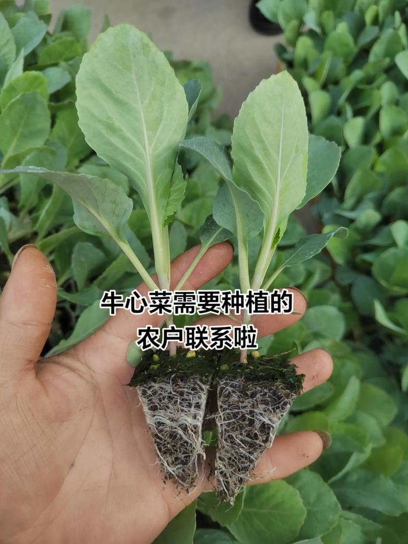 牛心甘蓝种子什么时间种植?按照这7步,出苗快长势好 四、播种深度