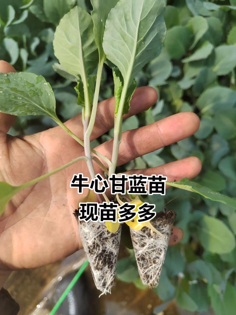牛心甘蓝种子什么时间种植?按照这7步,出苗快长势好 三、种子处理