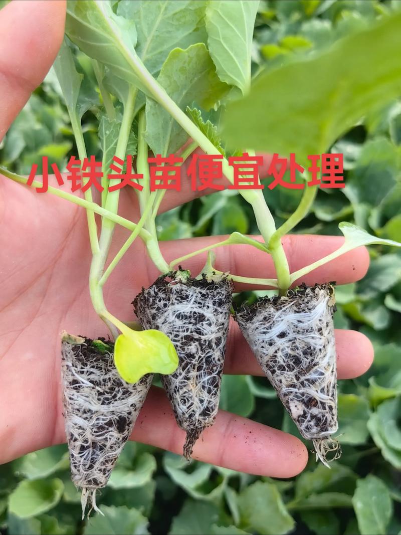 牛心甘蓝种子什么时间种植?按照这7步,出苗快长势好 六、苗期管理