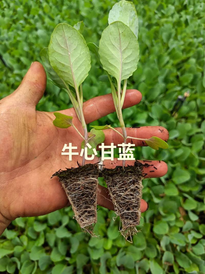 牛心甘蓝种子什么时间种植?按照这7步,出苗快长势好 五、浇定根水