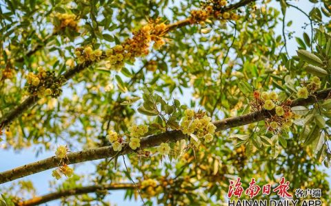 榴莲树开花是什么样子？形态特征与花期全解析