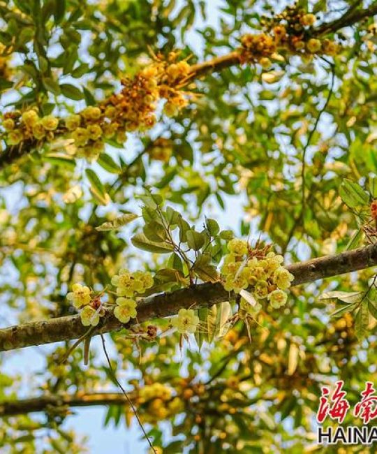 榴莲树开花是什么样子？形态特征与花期全解析