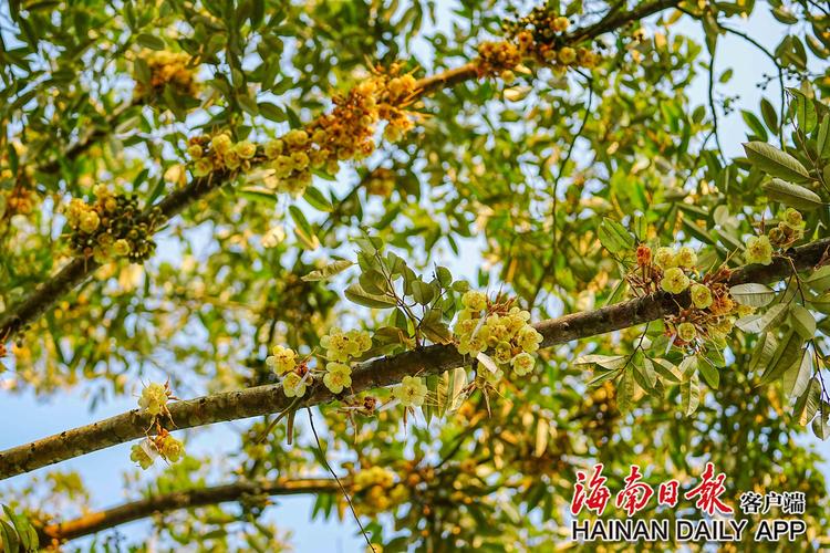榴莲树开花是什么样子?形态特征与花期全解析 榴莲树开花是什么样子?形态特征与花期全解析