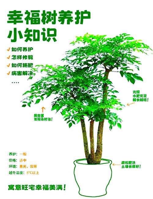 福木树种家里好不好?科学养护与庭院盆栽方案全解析 四、民间寓意与文化解读(占全文约8%)