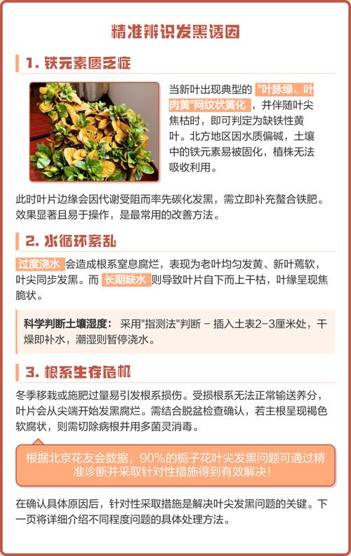 栀子花叶子发黑边是怎么回事?原因与防治全攻略 综合防治小贴士