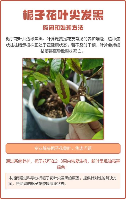 栀子花叶子发黑边是怎么回事?原因与防治全攻略 五、土壤板结或碱化:根系无法呼吸