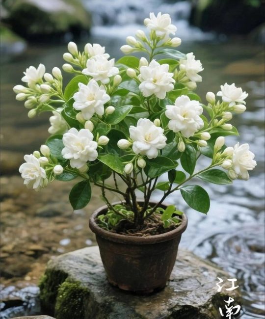 栀子花什么季节开花？花期养护与促花全指南