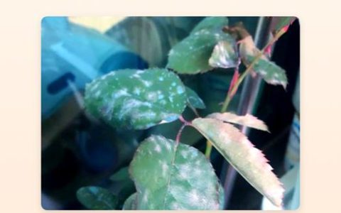 月季花叶子有白霜怎么回事？专业防治与养护指南