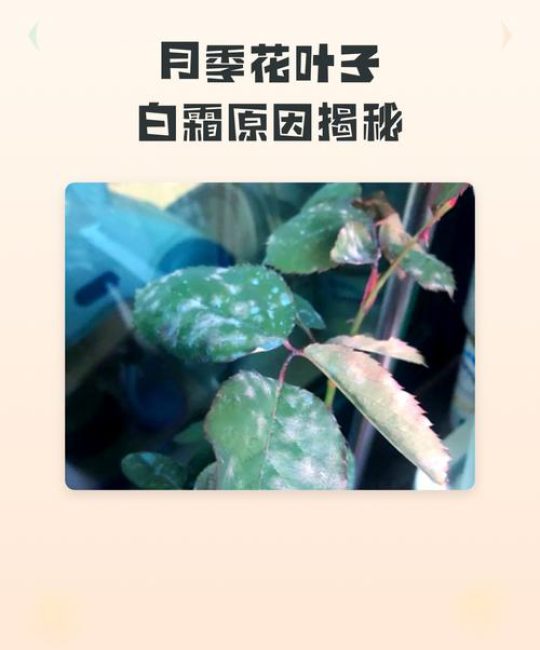 月季花叶子有白霜怎么回事？专业防治与养护指南