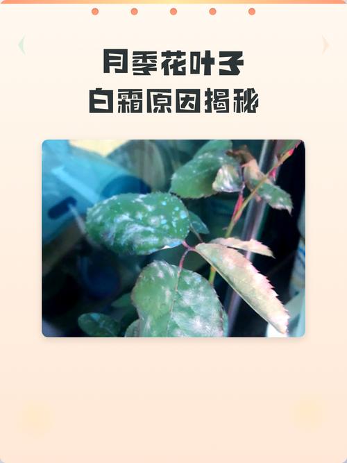 月季花叶子有白霜怎么回事?专业防治与养护指南 月季花叶子有白霜怎么回事?专业防治与养护指南